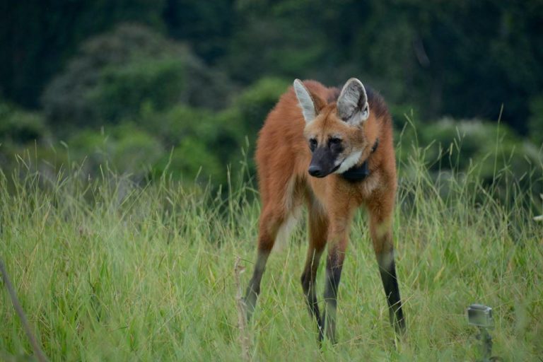 🎧 Podcast | Conheça o lobo-guará, protagonista da nova cédula de R$ 200