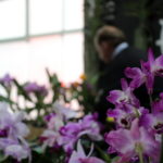 Confira as fotos da Primavera e Paz - 22ª Mostra de Orquídeas da Unesc