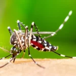 Dia D Contra a Dengue alerta para cuidados de combate ao mosquito transmissor